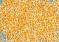 Maize/Corn Wholesalers, Suppliers, Buyers in Coimbatore, Tamilnadu