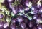 Weekly 2 Tons Brinjal Available, Bhavani