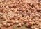 Coconut Market Price Tamilnadu 9/11/2016