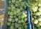Oddanchatram Vegetable Market Price Details 15/9/2017