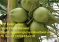Coconuts on wholesale price